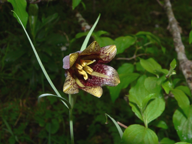 Fritillaria montana (= F. tenella) / Meleagride minore